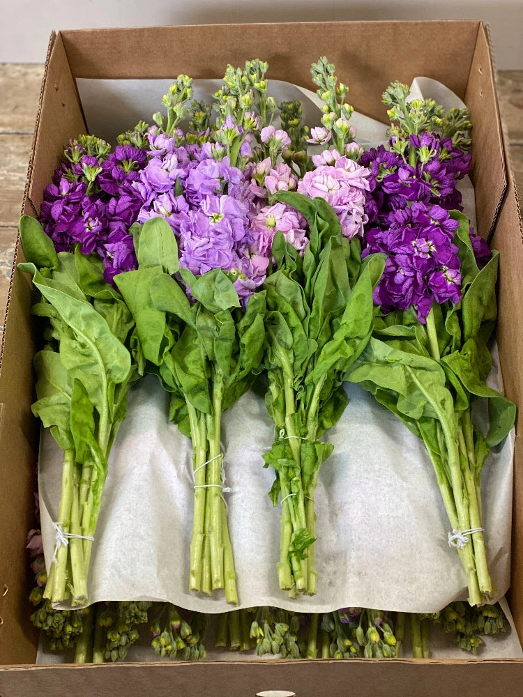 Scented Stocks-Standard Grade-Box 60 stems CREAM